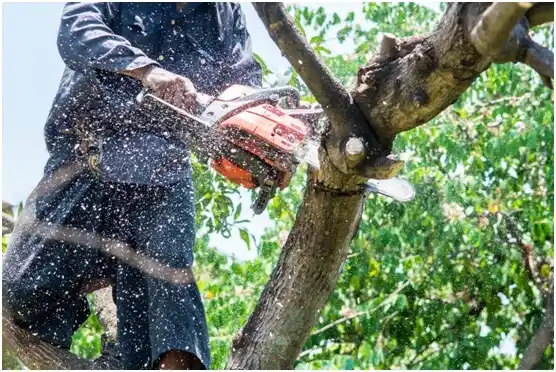 tree services University Center